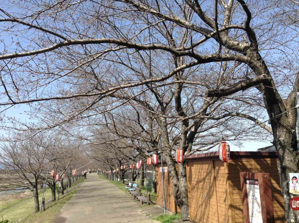 大和川桜並木の公園