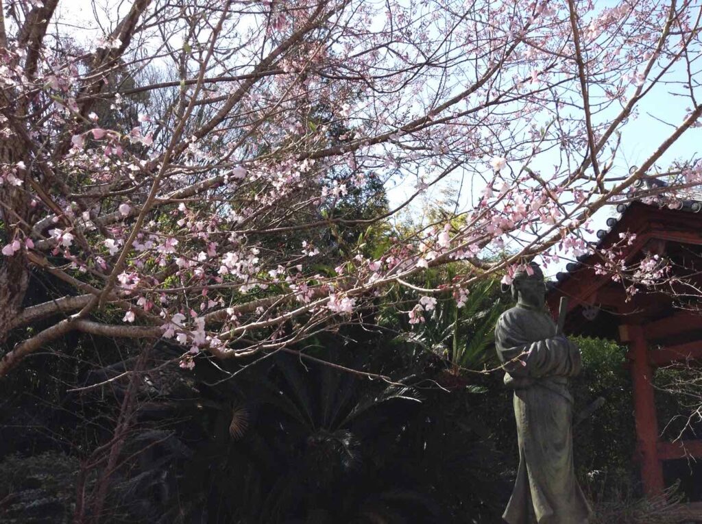 平等寺太子像トエドヒガンザクラ