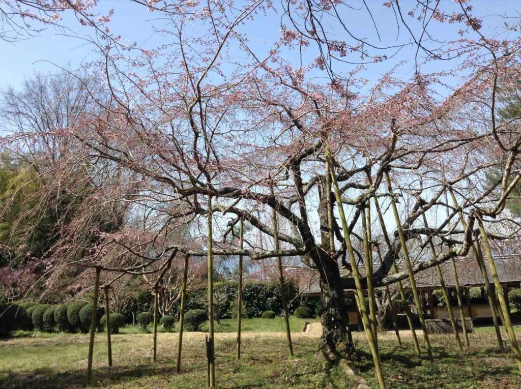 大美和の杜枝垂れ桜