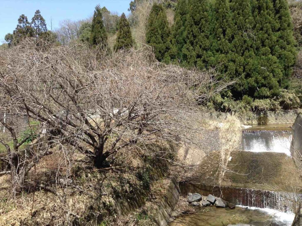 箸中桜