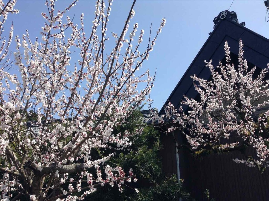 箸中の古民家と桜