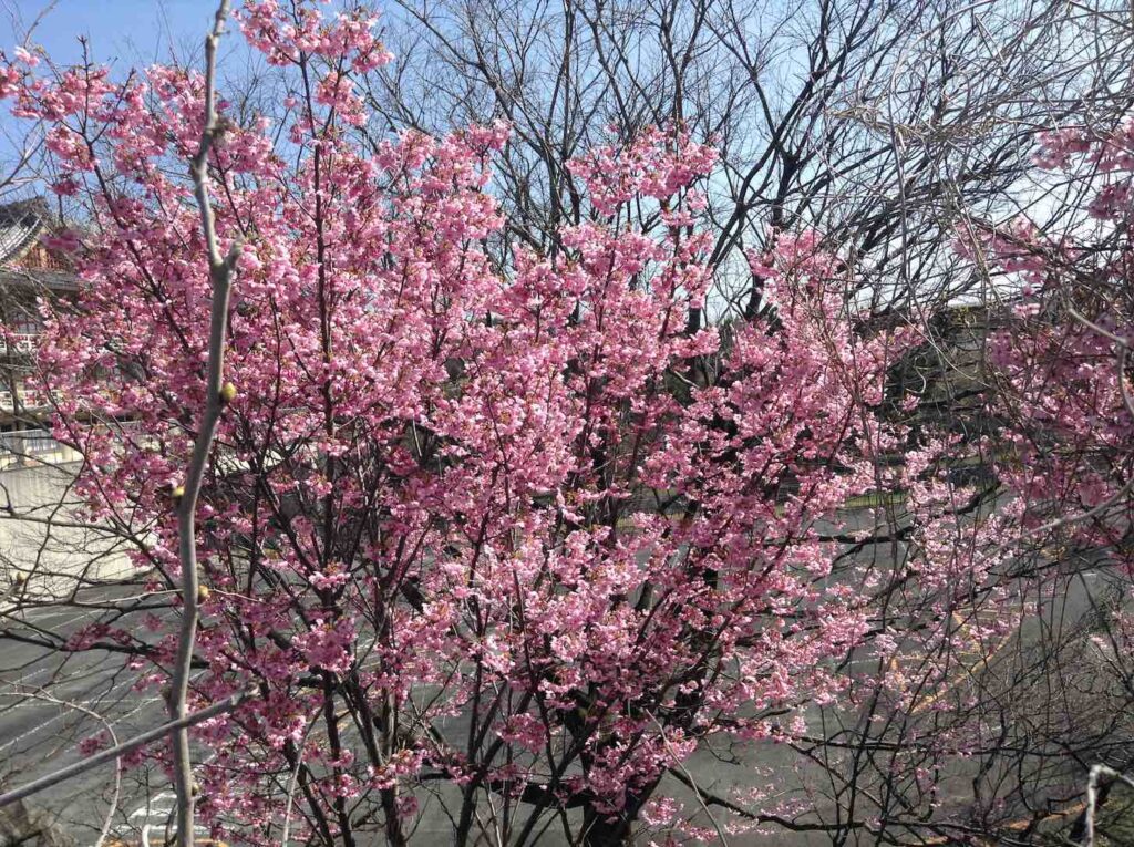 河津桜