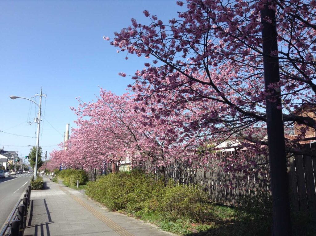 天理本通河津桜