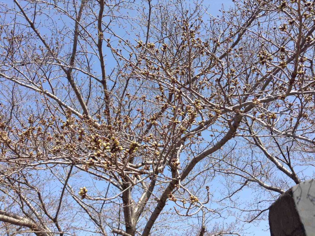 大和川桜のつぼみ