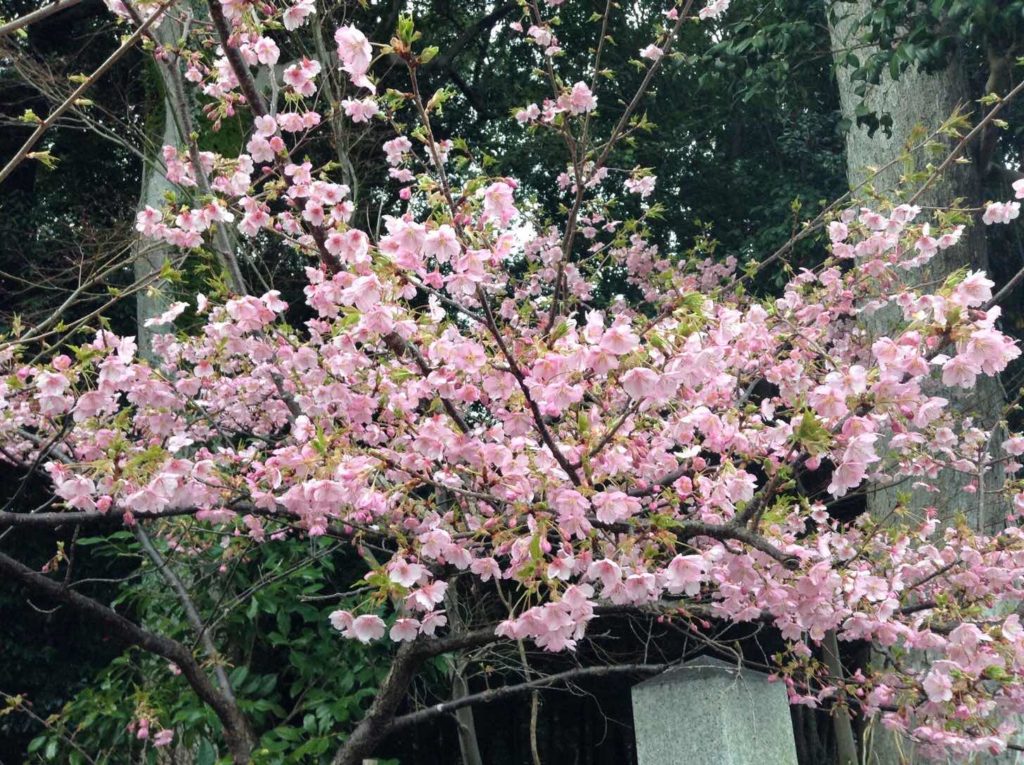 河津桜