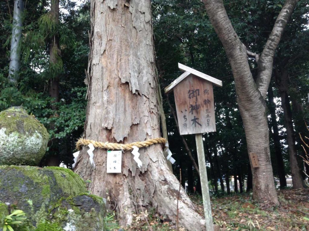 鴨都波神社・御神木