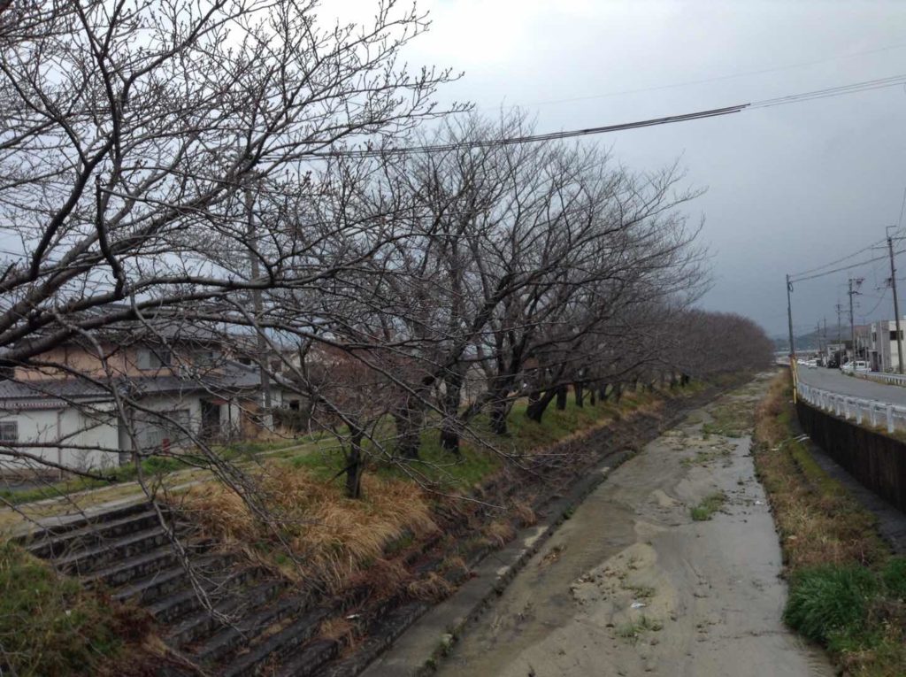 鎌田川桜並木