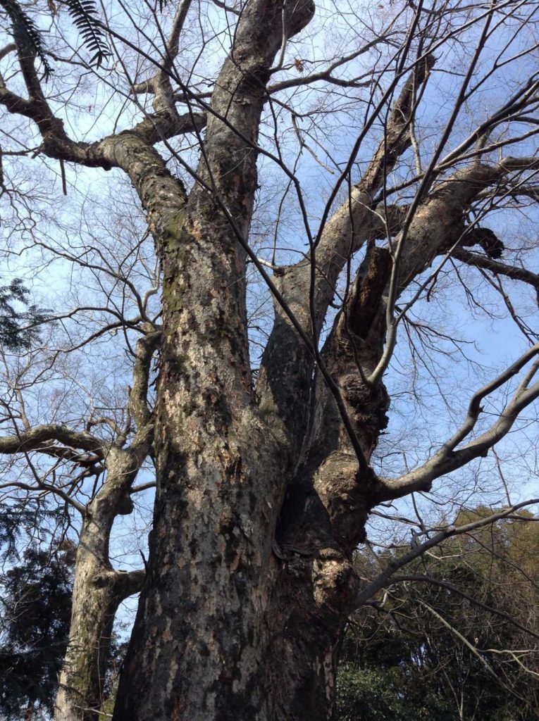 長柄神社の巨木