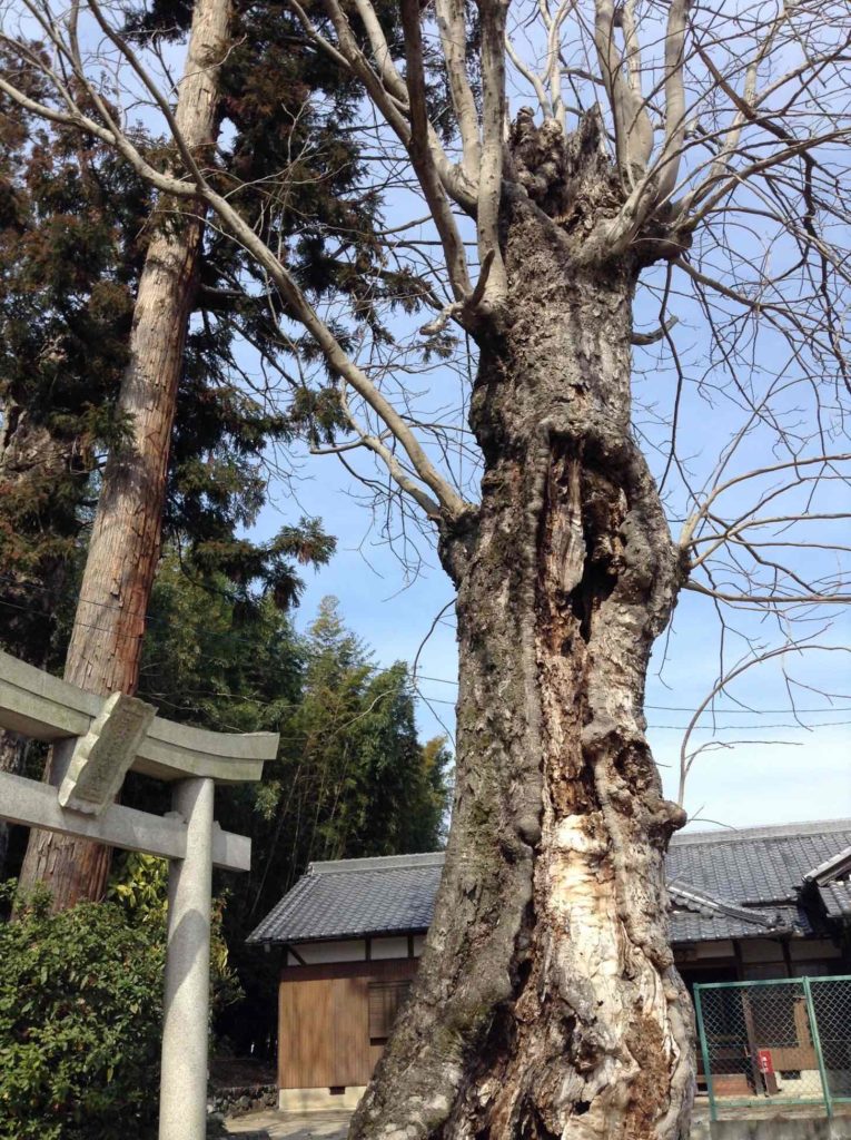 太田神社むくろじの巨木