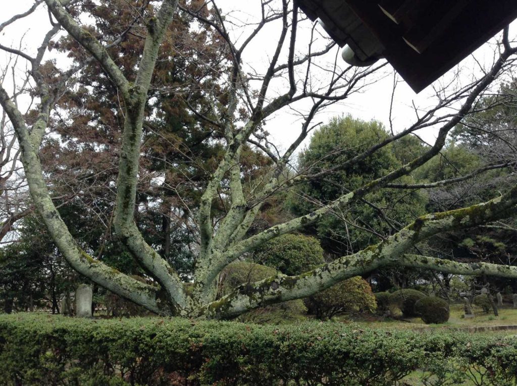 山門右の桜