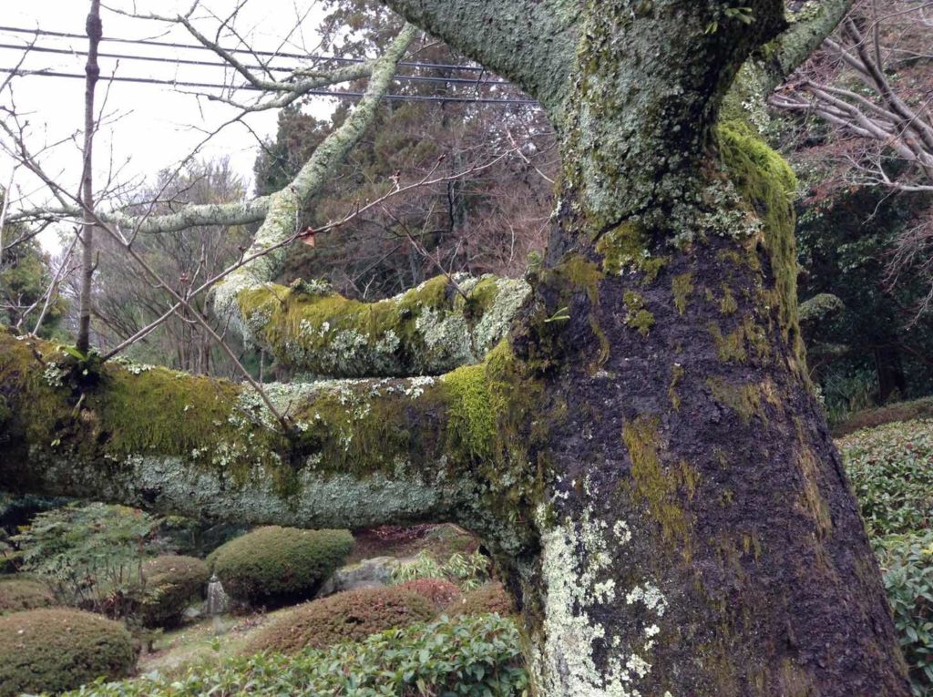 苔むした桜の古木