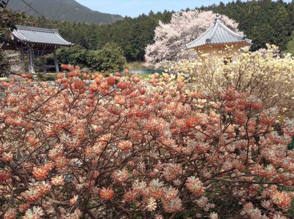 橋本院