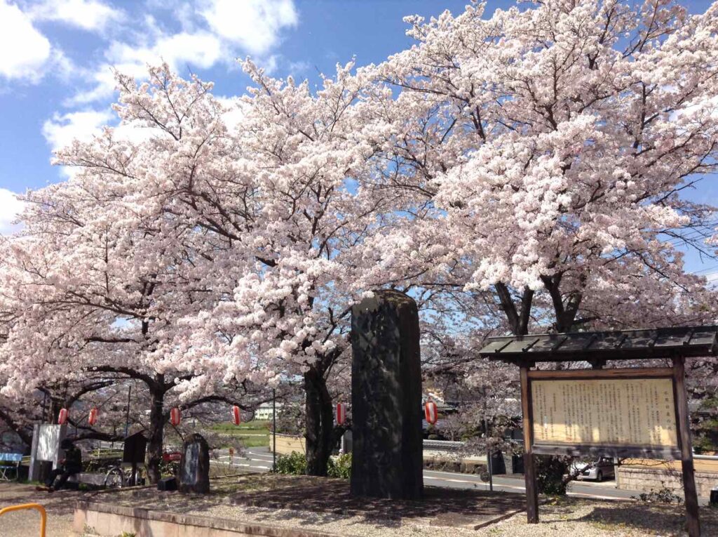 仏教伝来の碑と桜