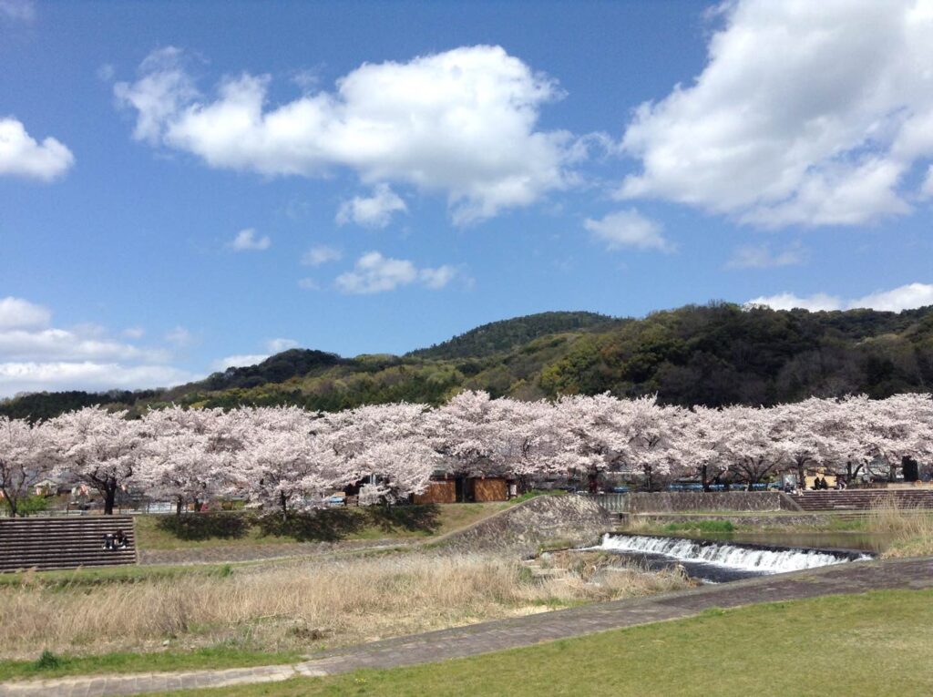 金谷河川敷公園大和川堤防の桜並木