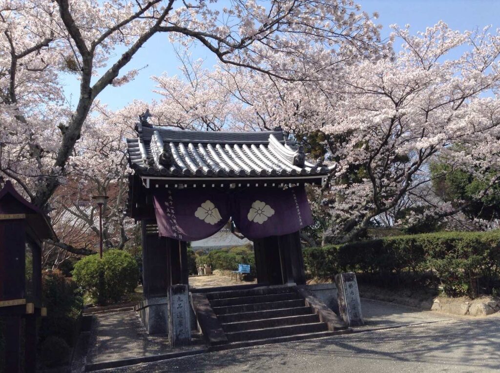 九品寺山門と桜