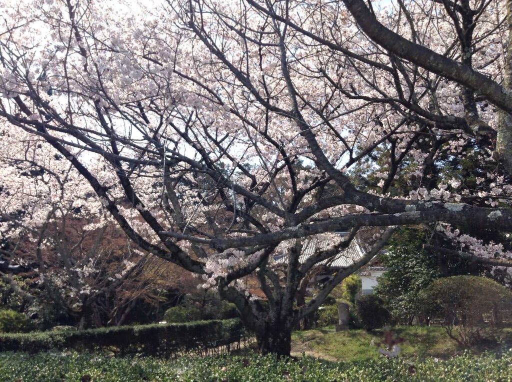 九品寺の桜