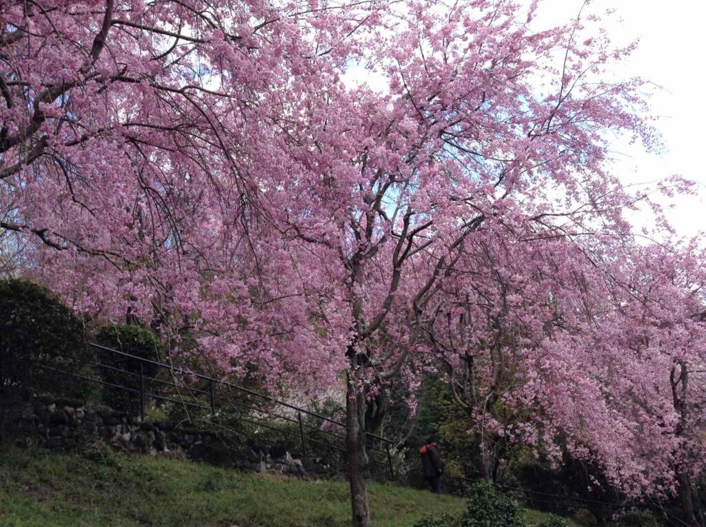 大美和の杜展望台の枝垂れ桜