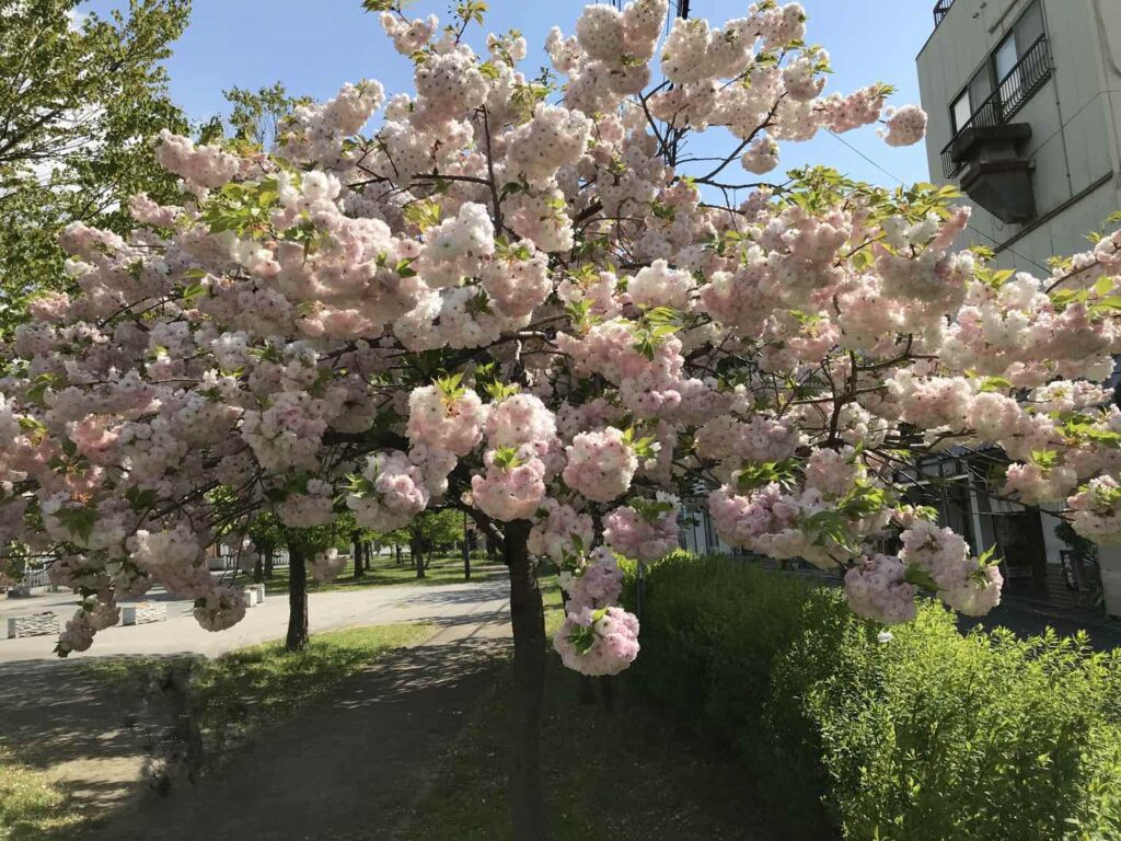 馬冷池公園の八重桜