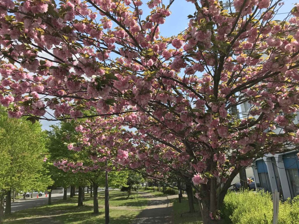 馬冷池公園の八重桜