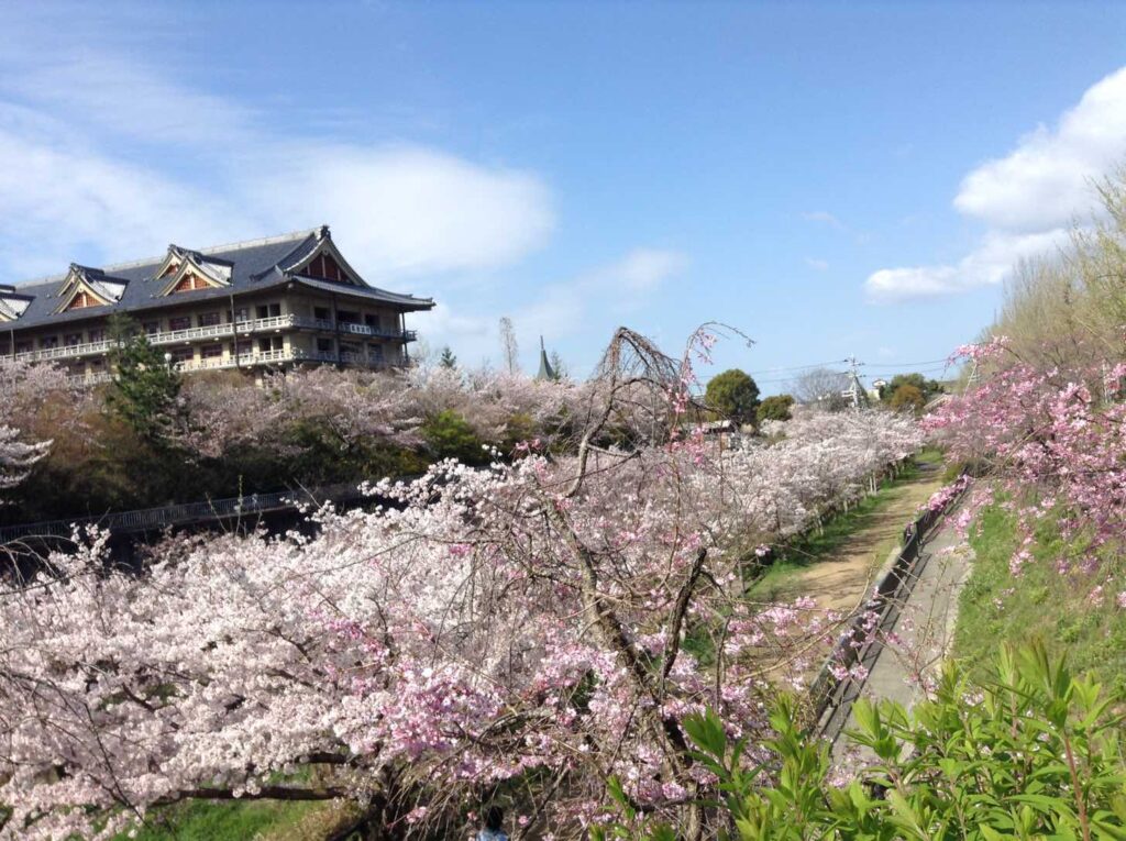 天理大学前の桜