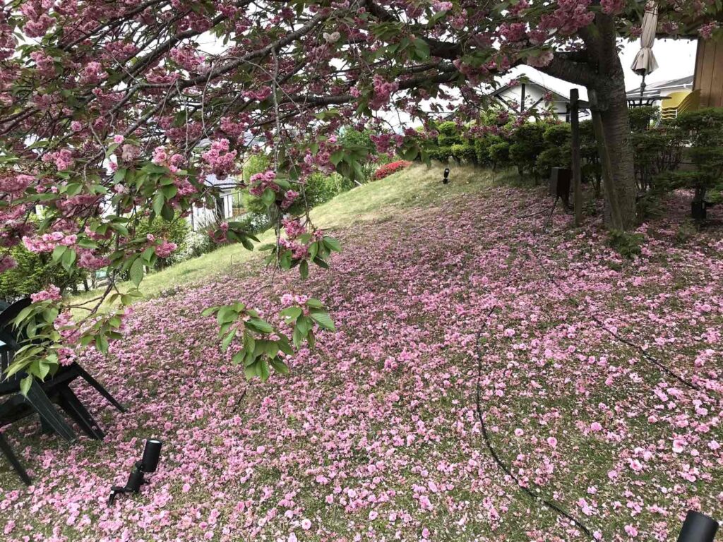 トレイルセンターの八重桜