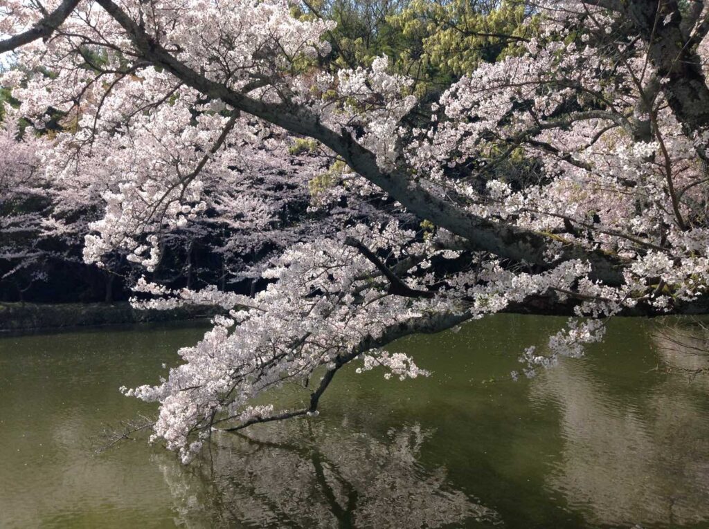 水面に映る桜